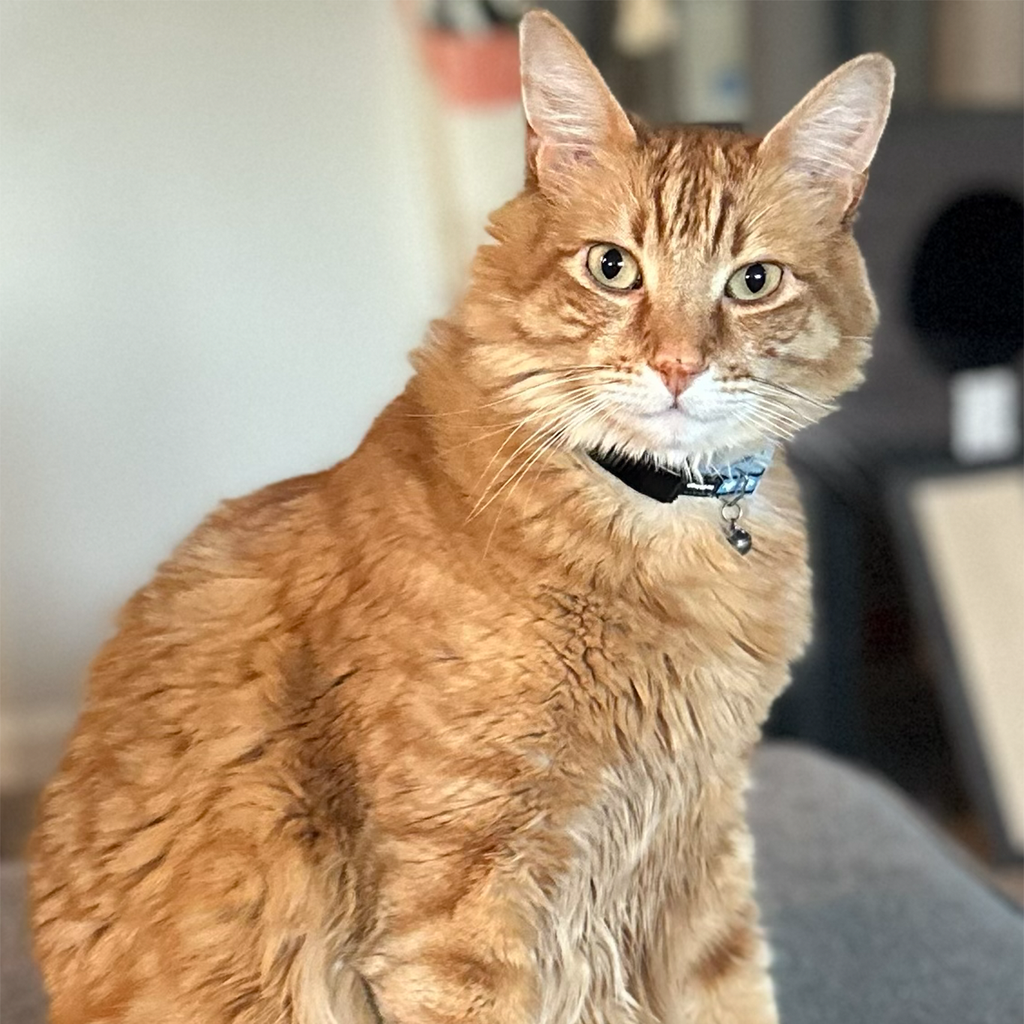 Custom Pet Portrait Magnet